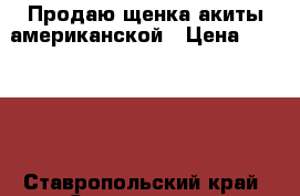 Продаю щенка акиты американской › Цена ­ 40 000 - Ставропольский край, Ставрополь г. Животные и растения » Собаки   . Ставропольский край